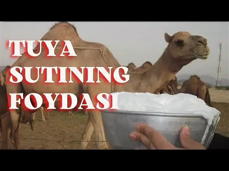 Tuya sutining foydali xususiyatlari