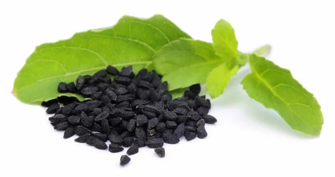 Qora sedananing foydali va shifobaxsh xususiyatlari haqida