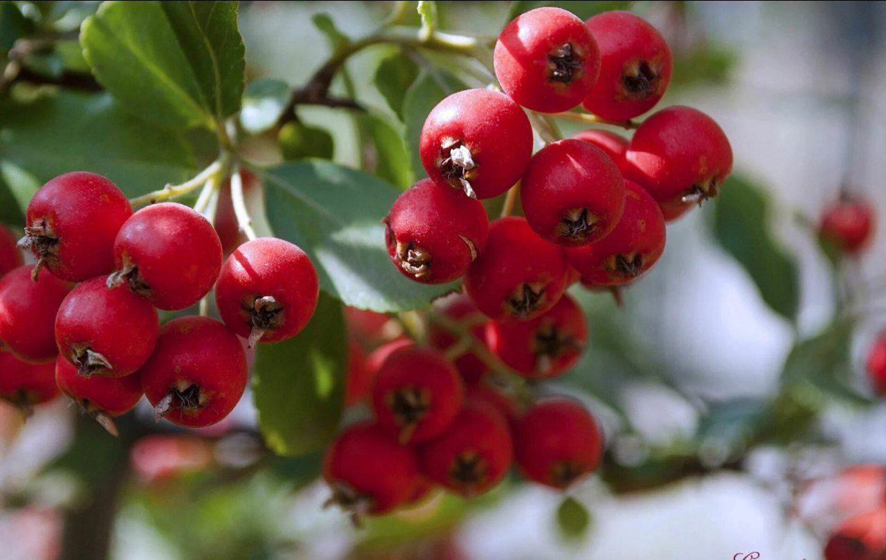 Do'lananing foydali va zararli xususiyatlari