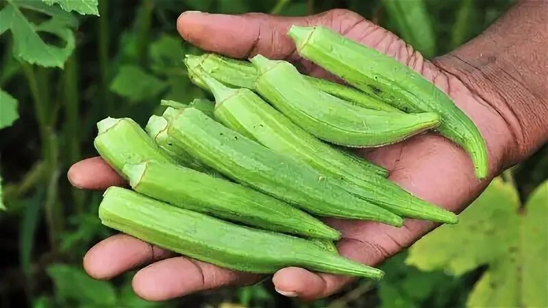 Bamiyaning xususiyatlari