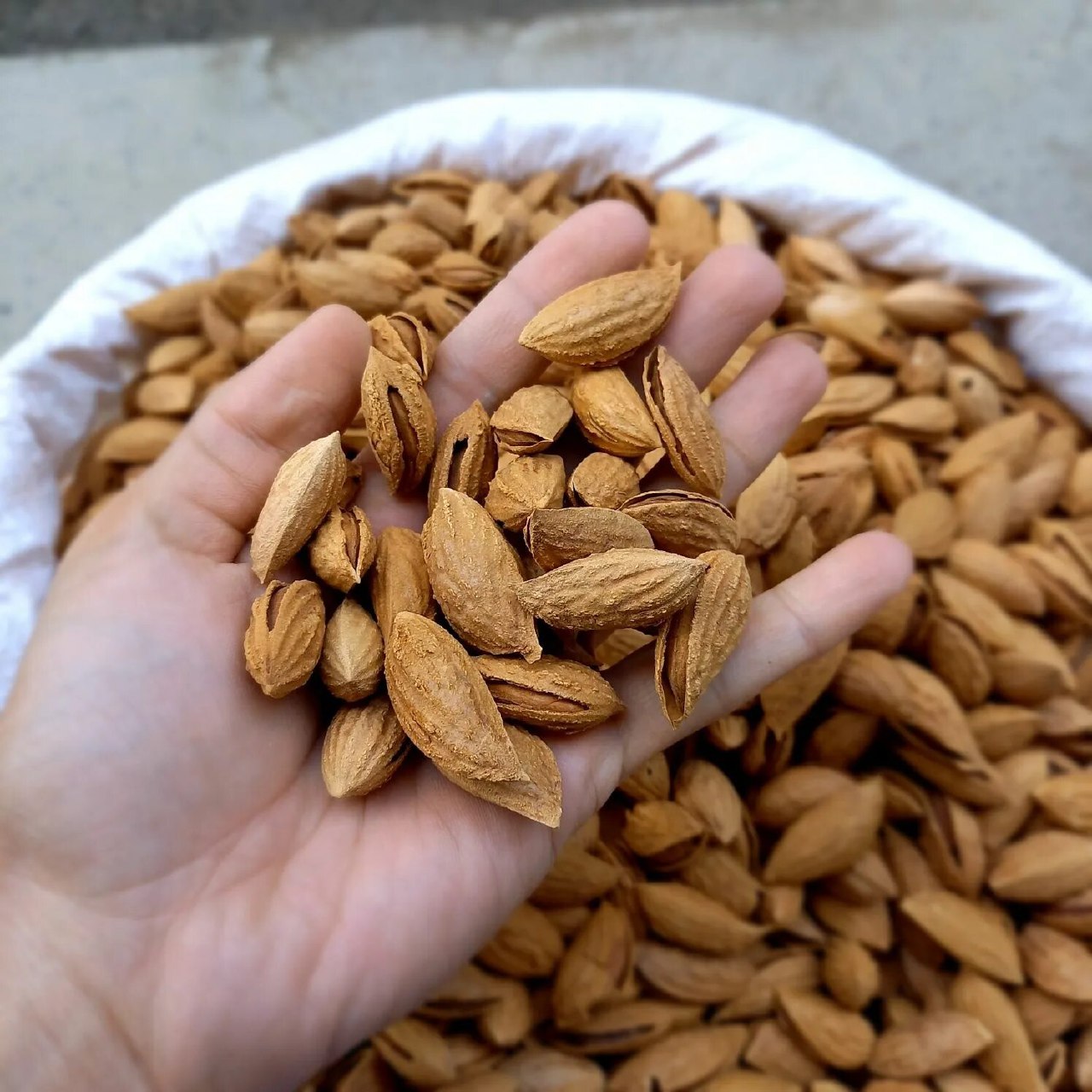 Bodomning foydali va zararli tomonlari