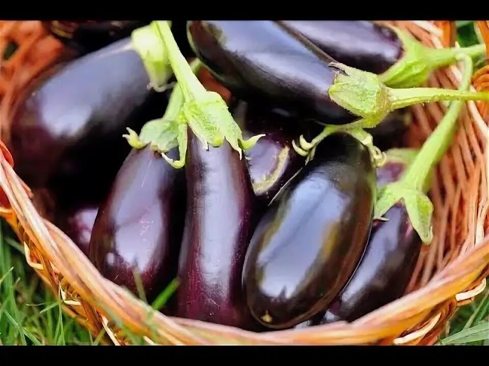 Baqalajonning foyda va zararlari