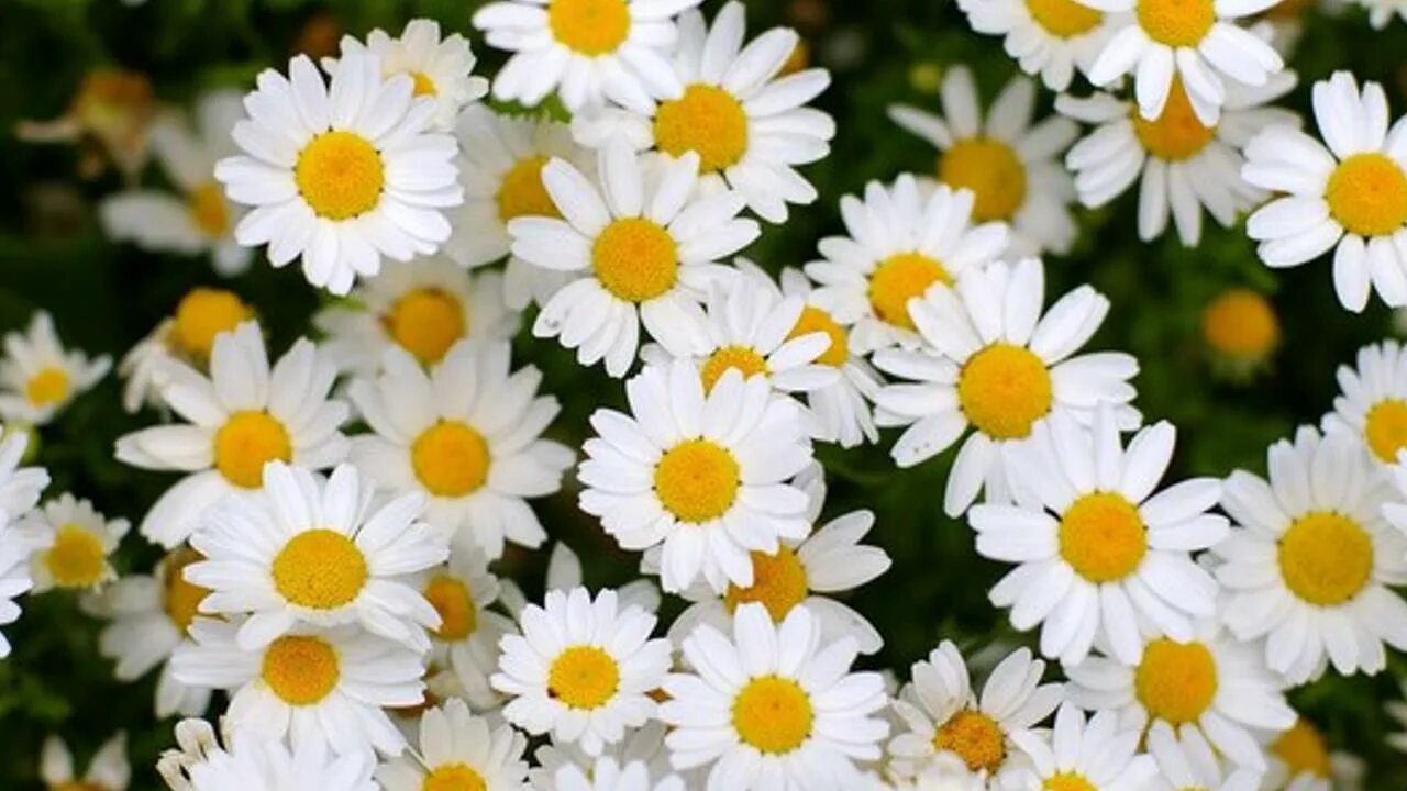 Romashkaning xususiyatlari