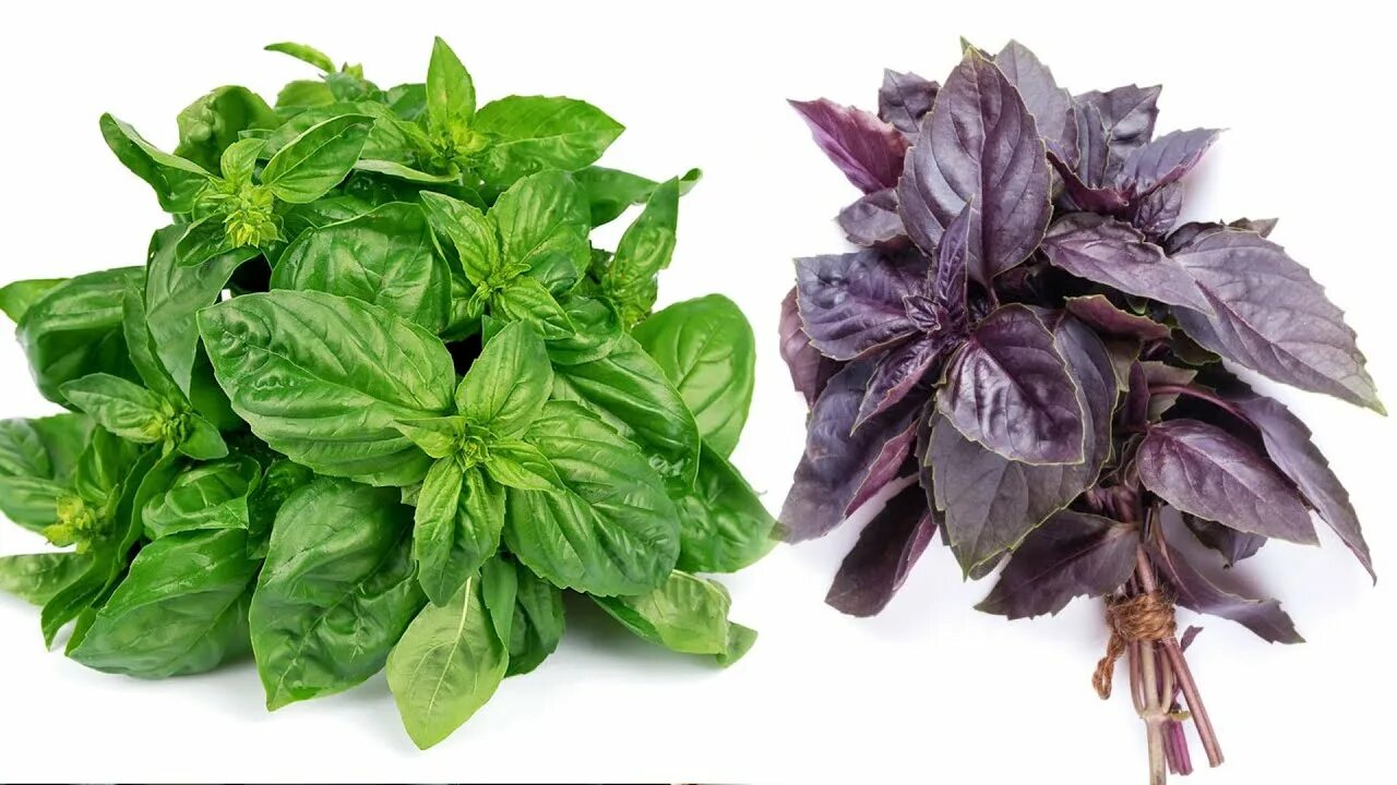 Rayhonning xususiyatlari