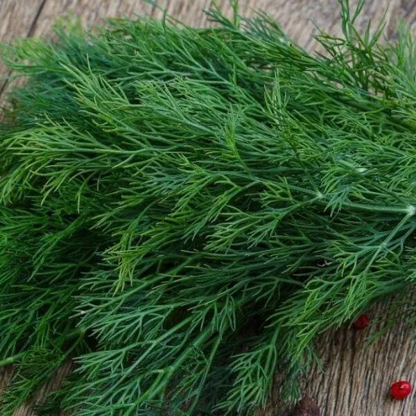 Shivit (ukrop)ning xususiyatlari