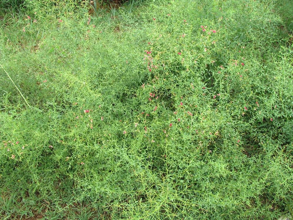 Yantoqning xususiyatlari