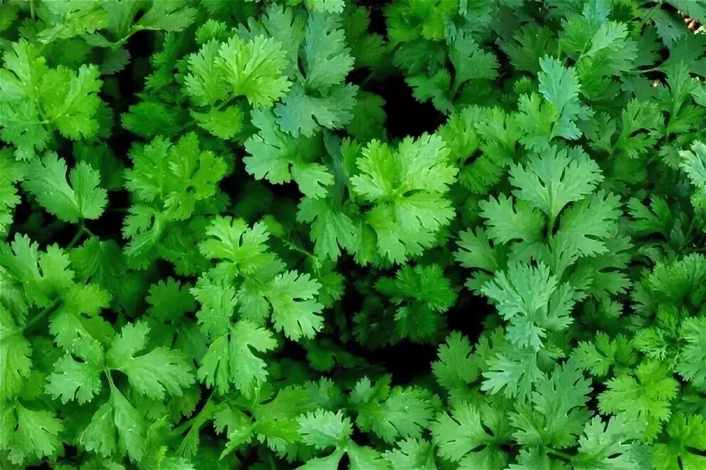 Kinza (ko'kat) ning xususiyatlari